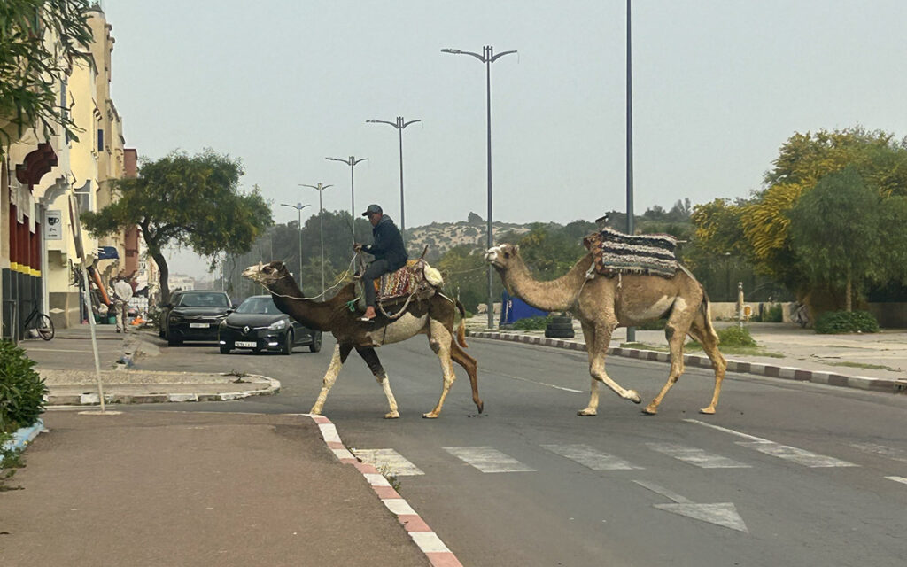 City street and camels walking there