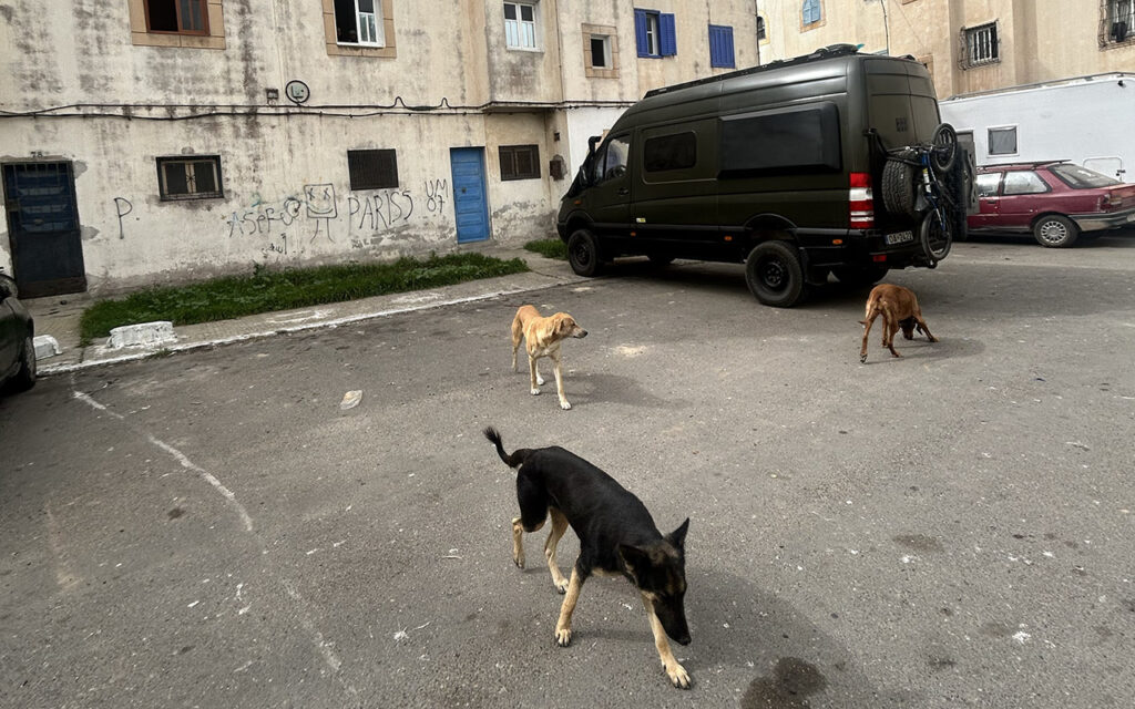 stray dogs Morocco 