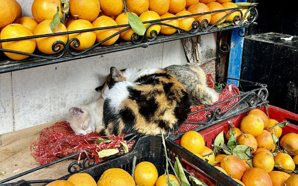 cats in Morocco sleeping in oranges