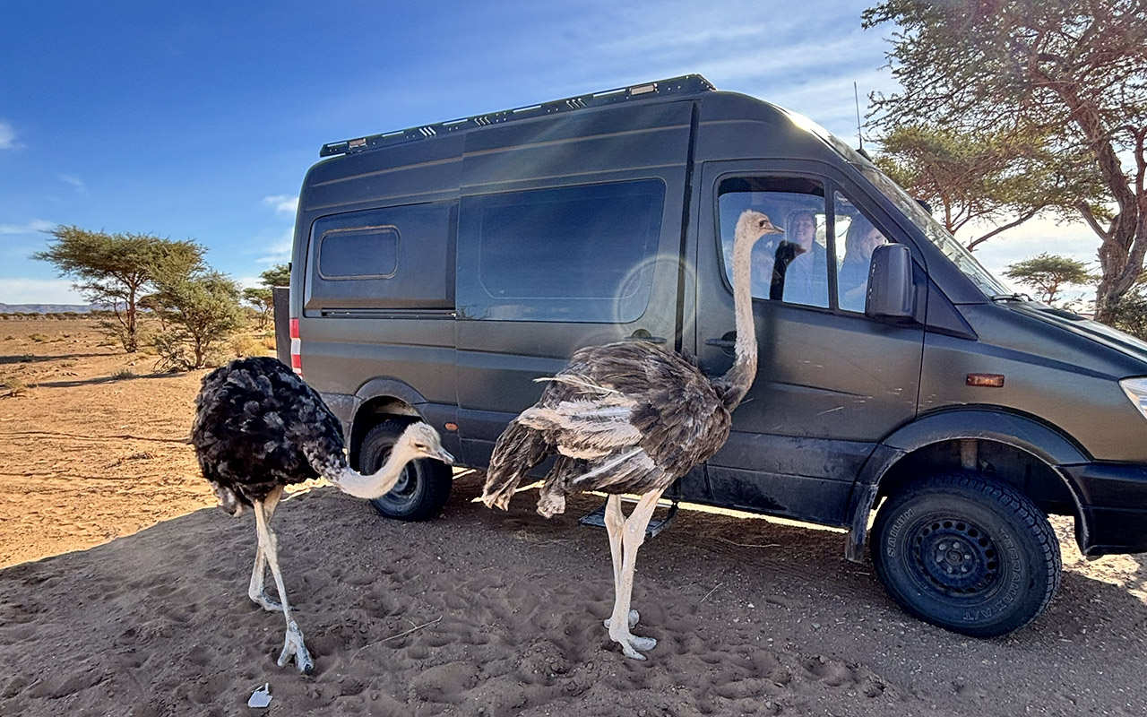 Ostrich in the wild camping dessert Morocco.