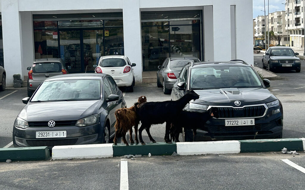 goats in the supermarket parking morocco.