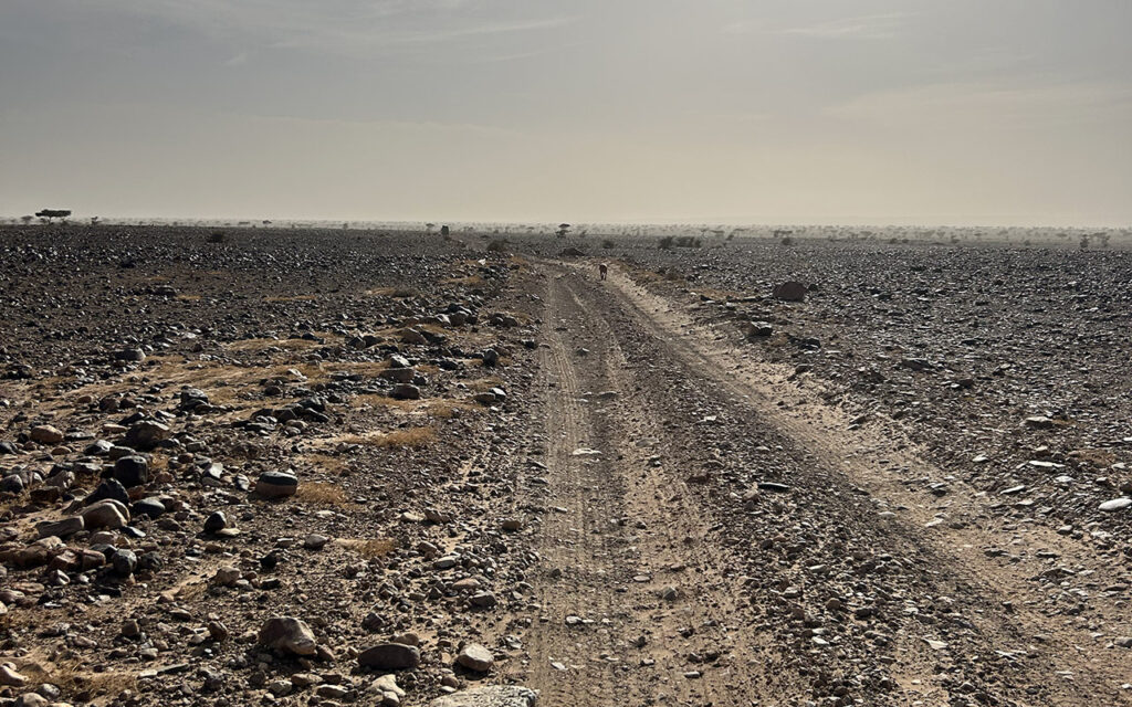 sahara desert, stones and empty road. tmt