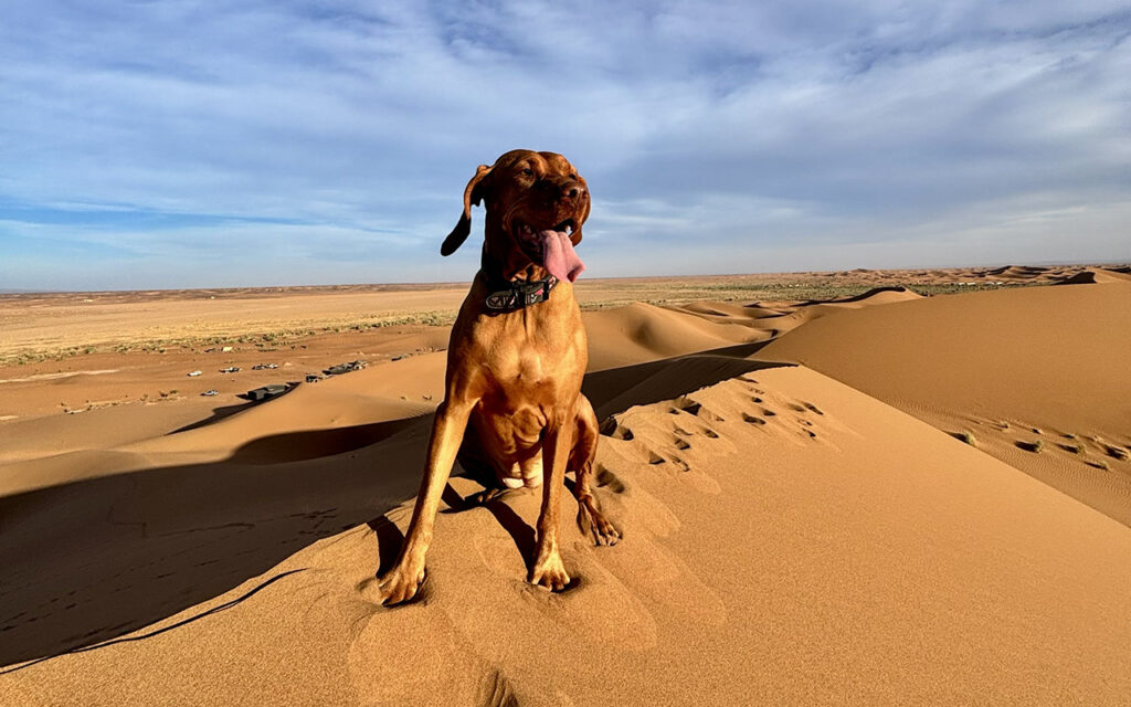 vizsla in morocco desert dunes
