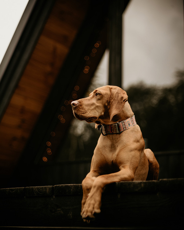 A beautiful Hungarian Vizsla dog enjoying the travel adventure with Morocco Notes