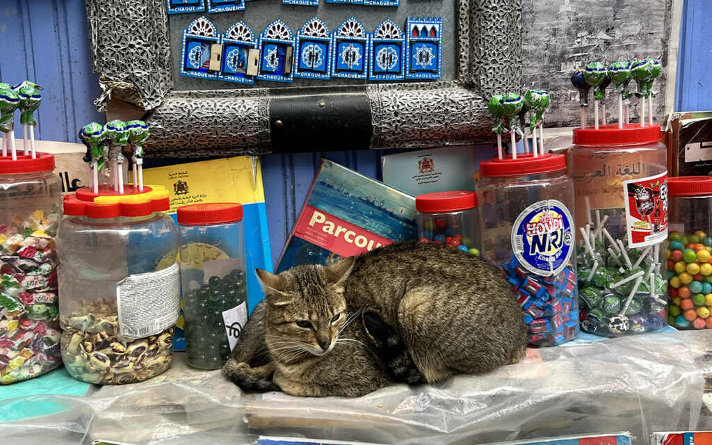 A tabby cat sitting on a counter in a local Moroccan shop, surrounded by jars of lollipops, marbles, and colorful candies.