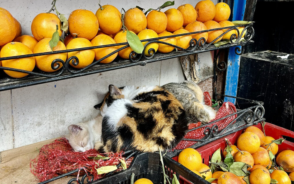 Two cats curled up and sleeping on a red mesh bag inside a fruit stand, surrounded by rows of bright fresh oranges on metal shelves.