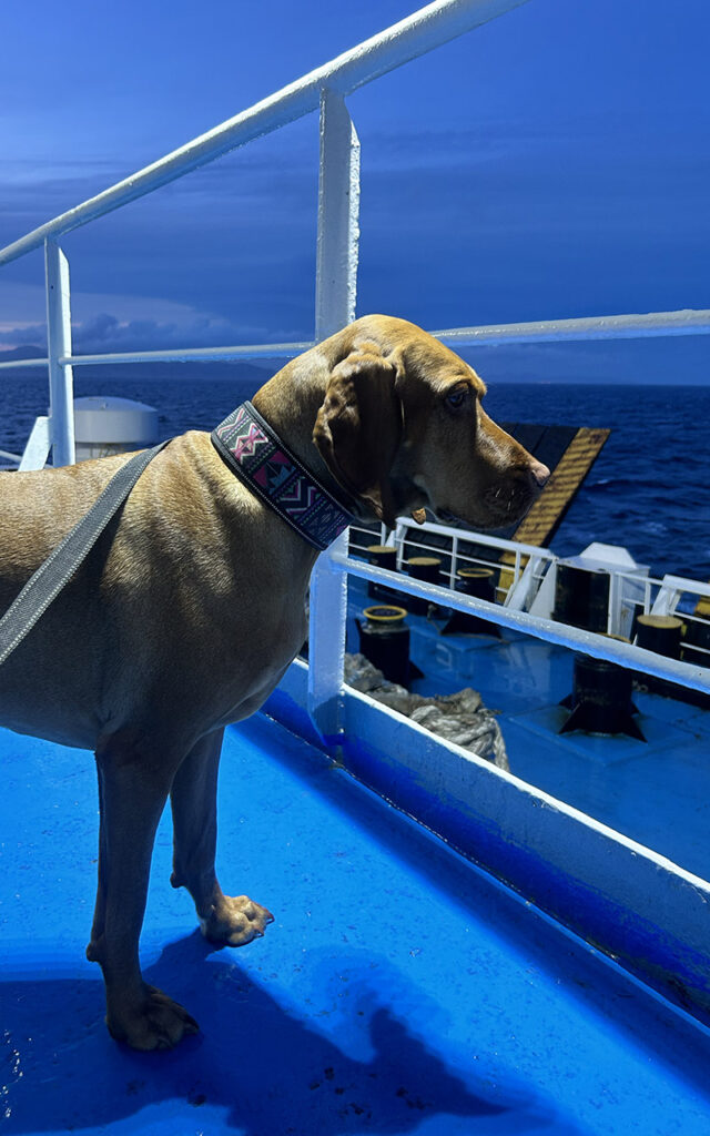 Hungarian Vizsla Flēra on the deck of a ferry crossing to Morocco at night
