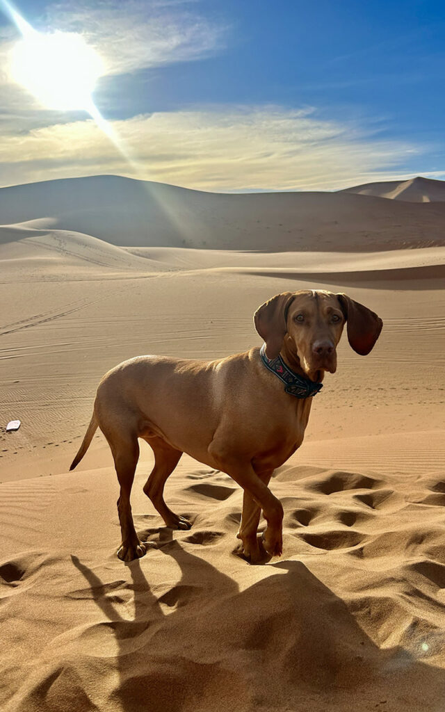 Beautiful Vizsla dog standing on a sand dune in the Sahara desert during golden hour in Morocco