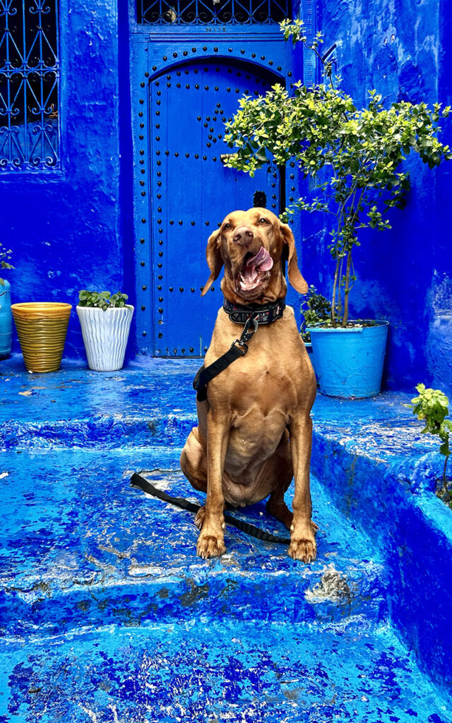 Happy Vizsla dog sitting in front of a traditional bright blue Moroccan door in Chefchaouen