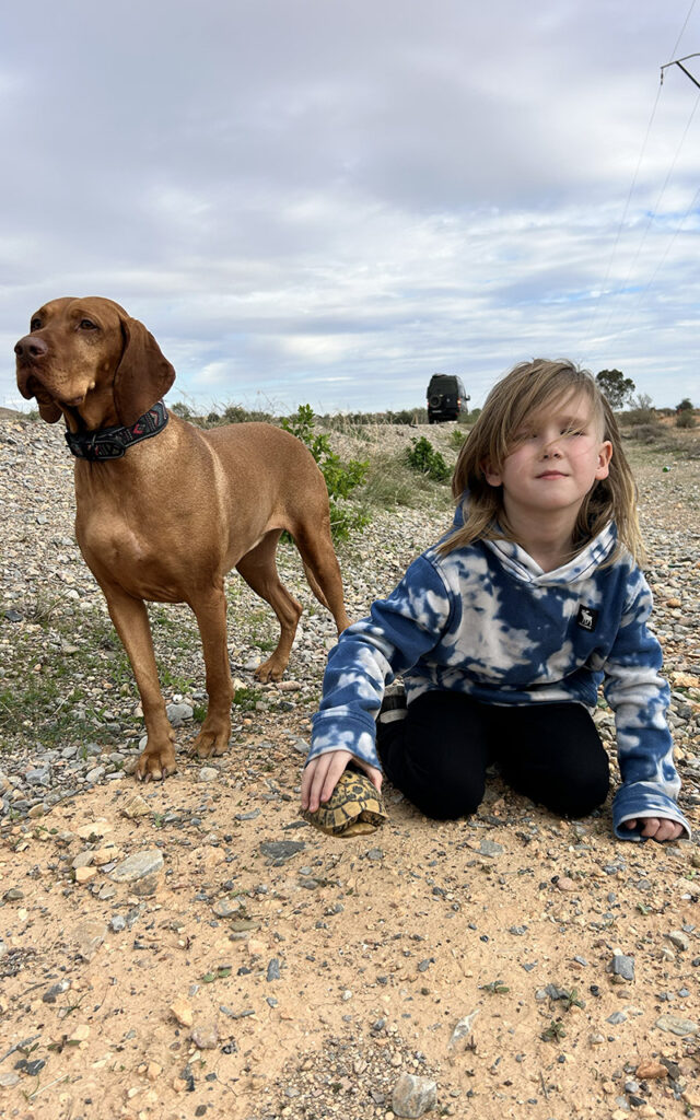 A child and a Vizsla dog discovering a wild tortoise on a rocky road during a family road trip in Morocco