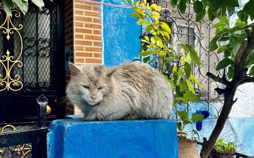 A fluffy, long-haired light grey cat sitting on a bright blue concrete block in front of a decorative wrought-iron window and a blue wall in the Medina.