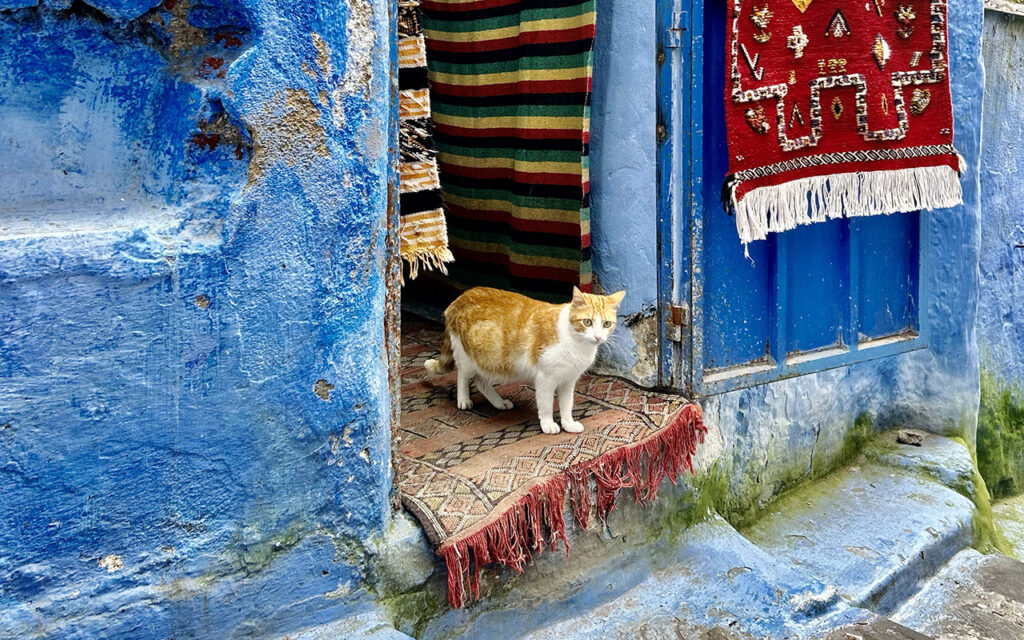 A ginger and white cat standing at the entrance of a shop, walking on a traditional rug. Vibrant Moroccan carpets are hanging on the blue textured walls nearby.