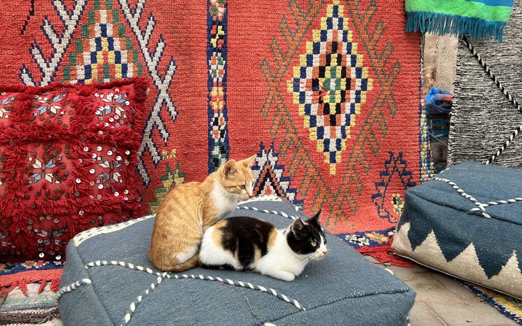 Two kittens, one ginger and white and one calico, sitting on a blue pouf in front of colorful, traditional Moroccan Berber rugs and red embroidered pillows.