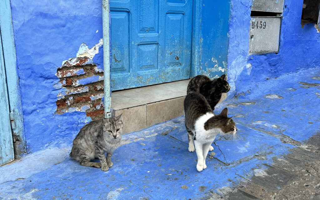 Three stray cats—one grey, one tabby and white, and one tortoiseshell—gathering on a bright blue street in front of a weathered blue wooden door.