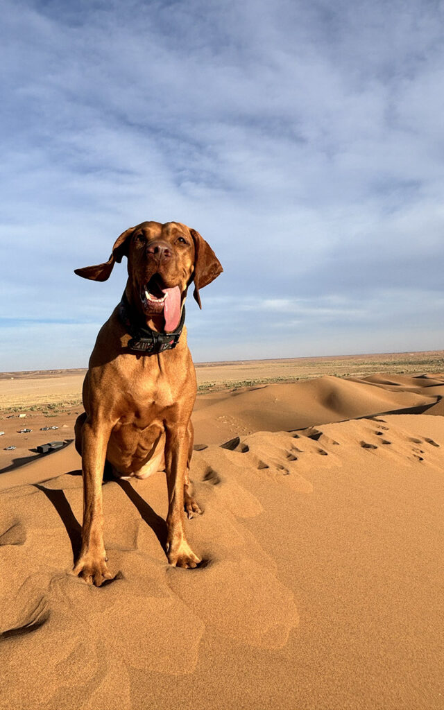 A Vizsla dog with its tongue out sitting on top of a sand dune overlooking the vast Sahara desert