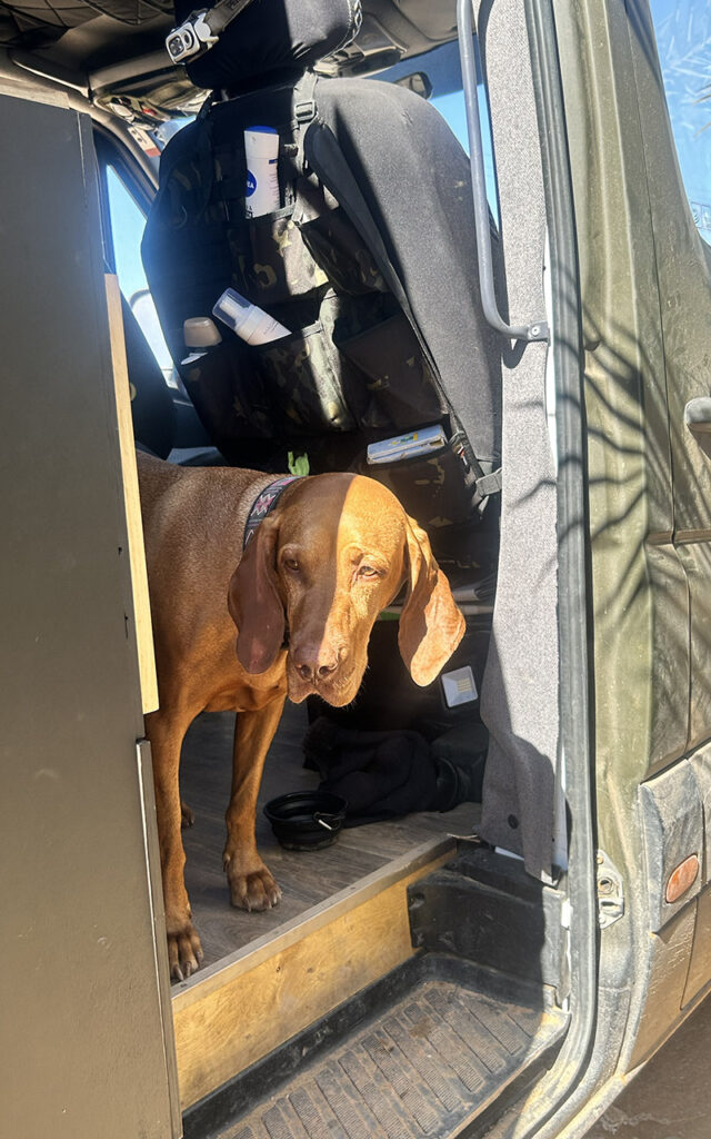 Vizsla dog Flēra standing in the doorway of a green camper van during a road trip in Morocco