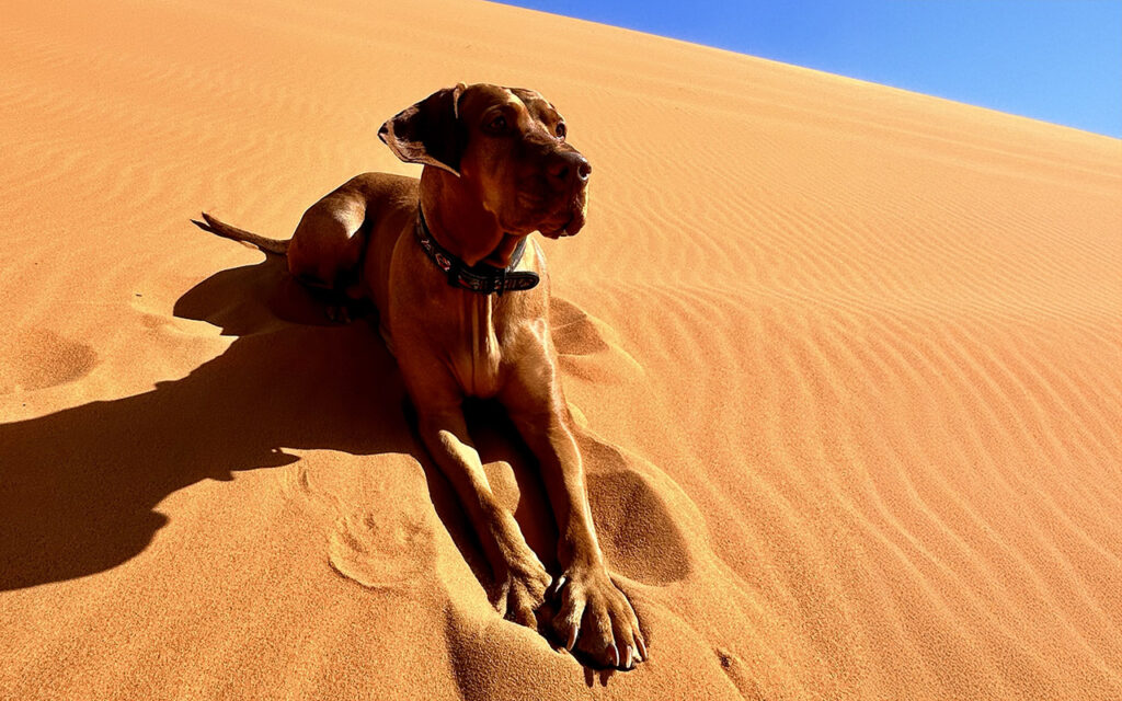 A majestic Hungarian Vizsla dog Flera lying on bright orange sand dunes in the Sahara desert under a clear blue sky in Morocco