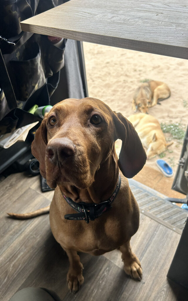 Hungarian Vizsla Flēra looking out from a camper van with Moroccan stray dogs resting in the background