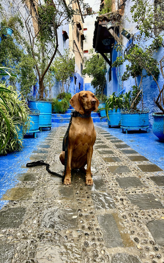 A brown Vizsla dog on a leash standing in a beautiful blue-painted alleyway in a Moroccan medina