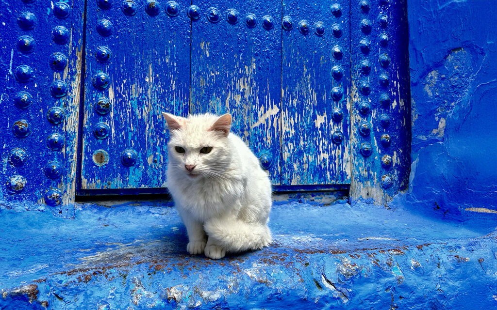 A pure white cat sitting on a blue-painted ledge in front of a massive, studded blue wooden door with peeling paint in the Blue City.