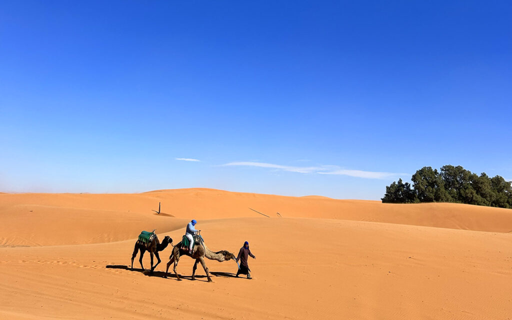 Camels in Morocco