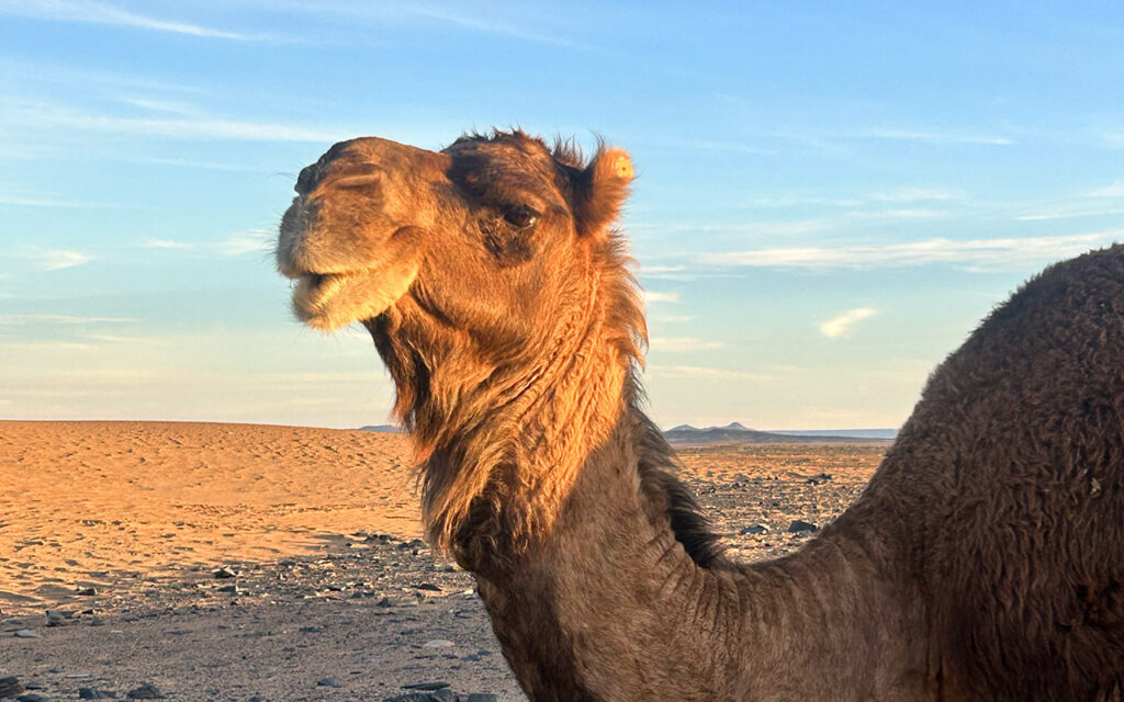 Cael in Morocco desert