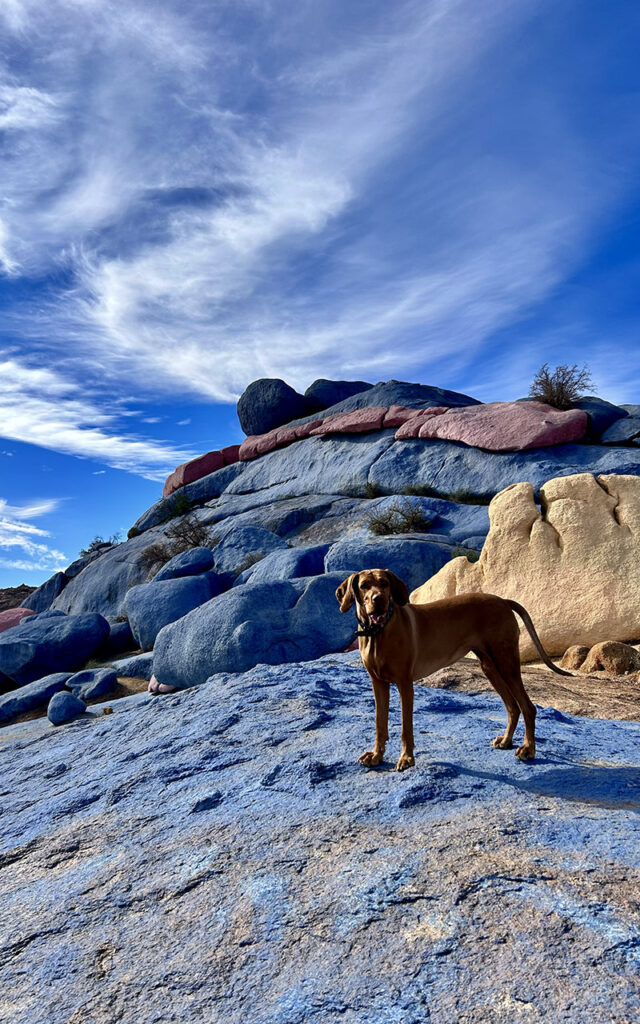 Landscape view of painted rocks in Morocco with vizsla