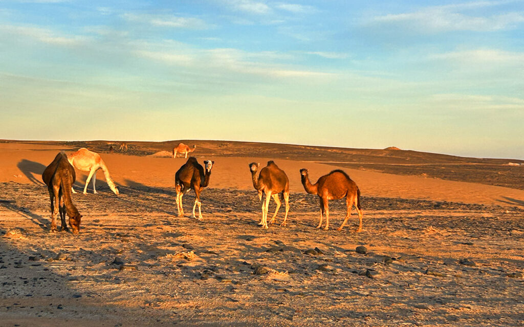 Camels in the desert, Morocco.