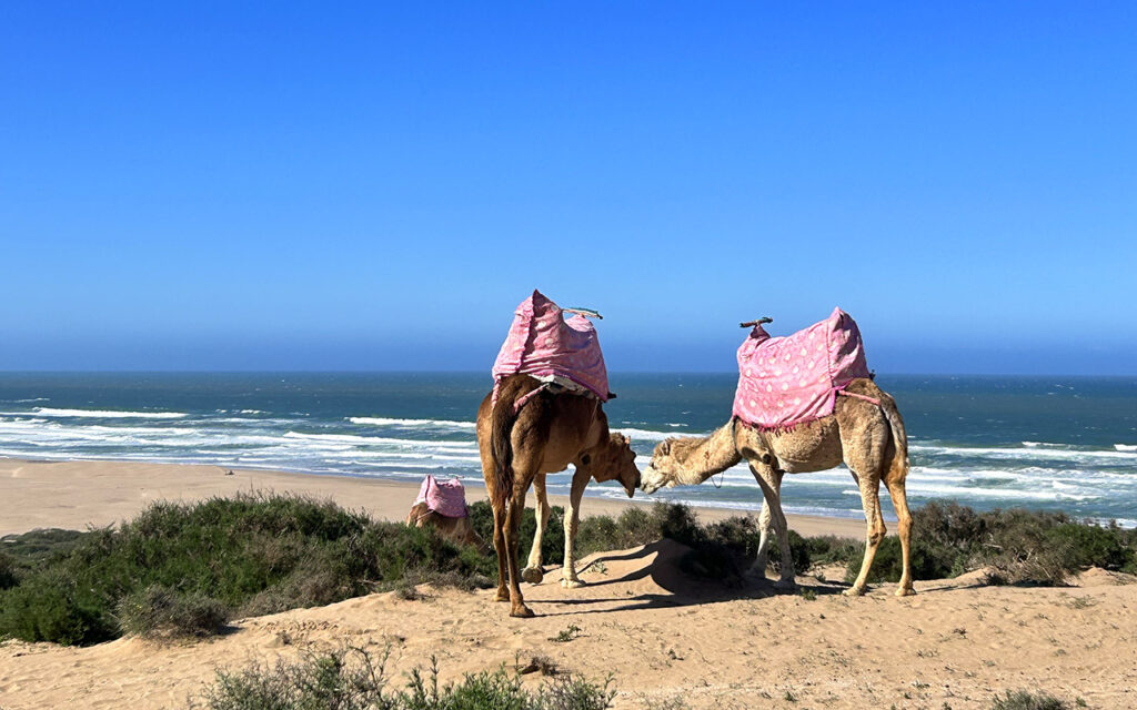 Camel love in Morocco