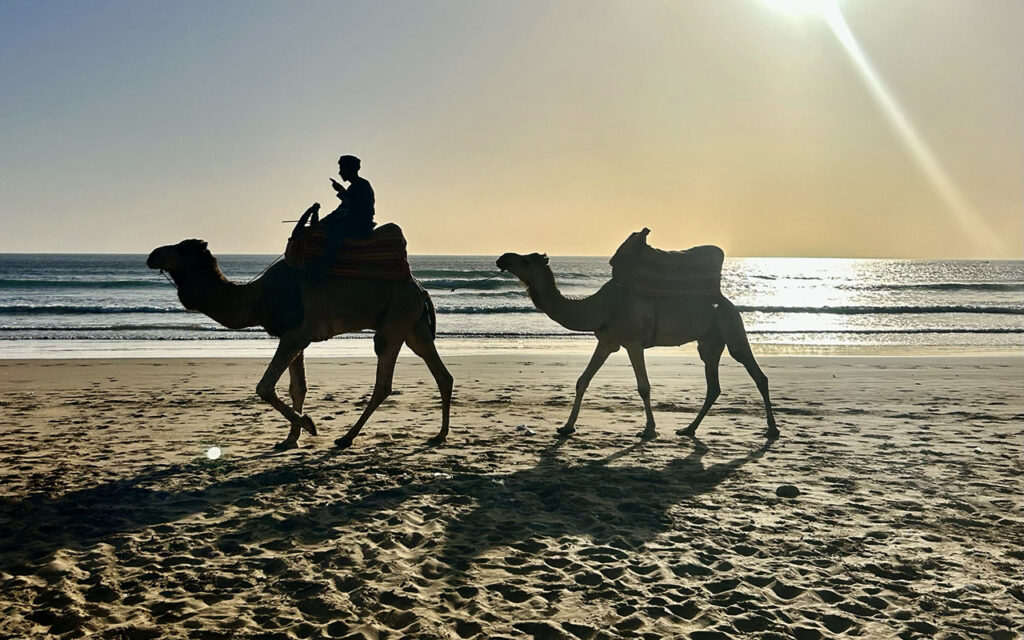 Camels in sunset, Morocco